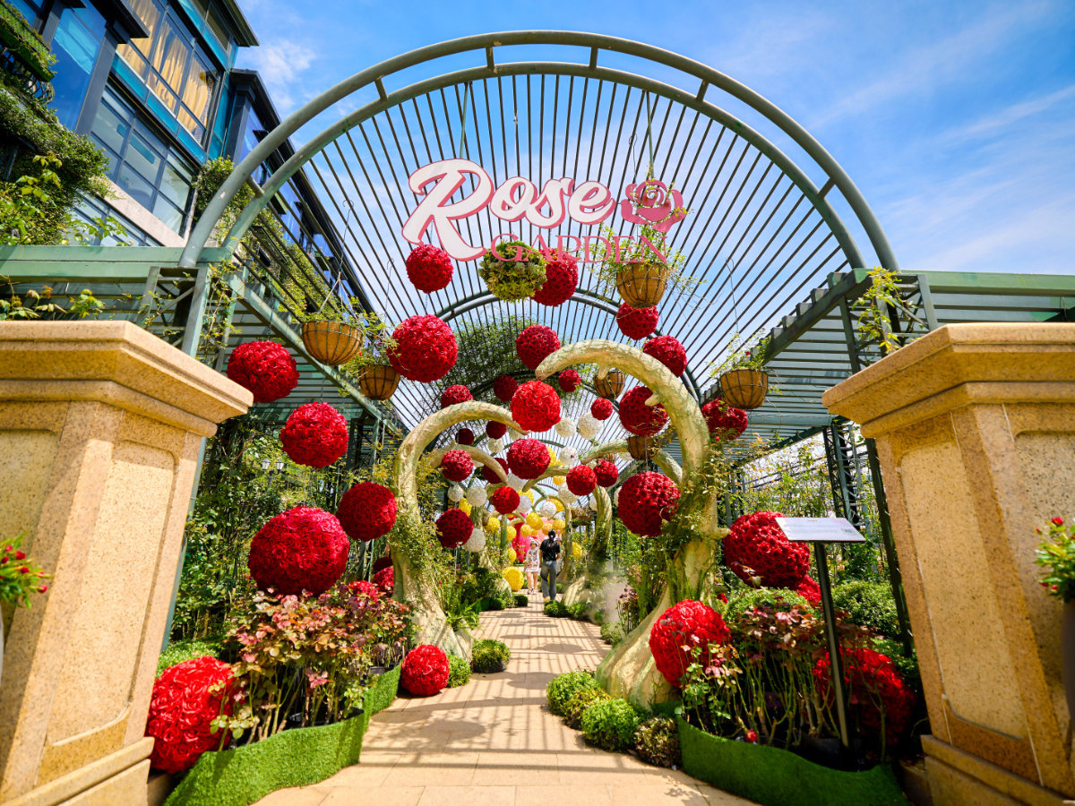 Vẻ đẹp rực rỡ tại vườn hoa Rose tại Sun World Ba Na Hills.