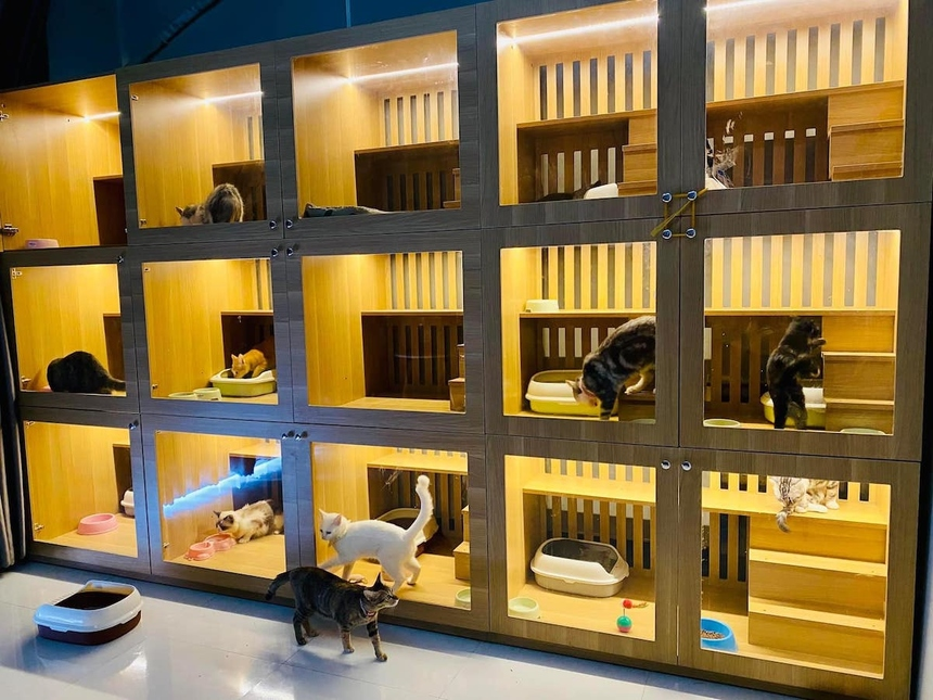 Hệ thống pet hotel và spa thú cưng tại Đà Nẵng hiện nay phát triển khá đa dạng.