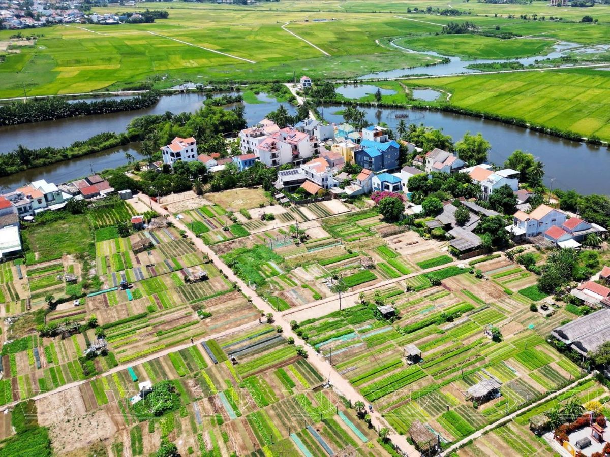 Làng rau Trà Quế nằm ven sông Cổ Cò tạo điều kiện thuận lợi cho việc tưới tiêu các loại rau.