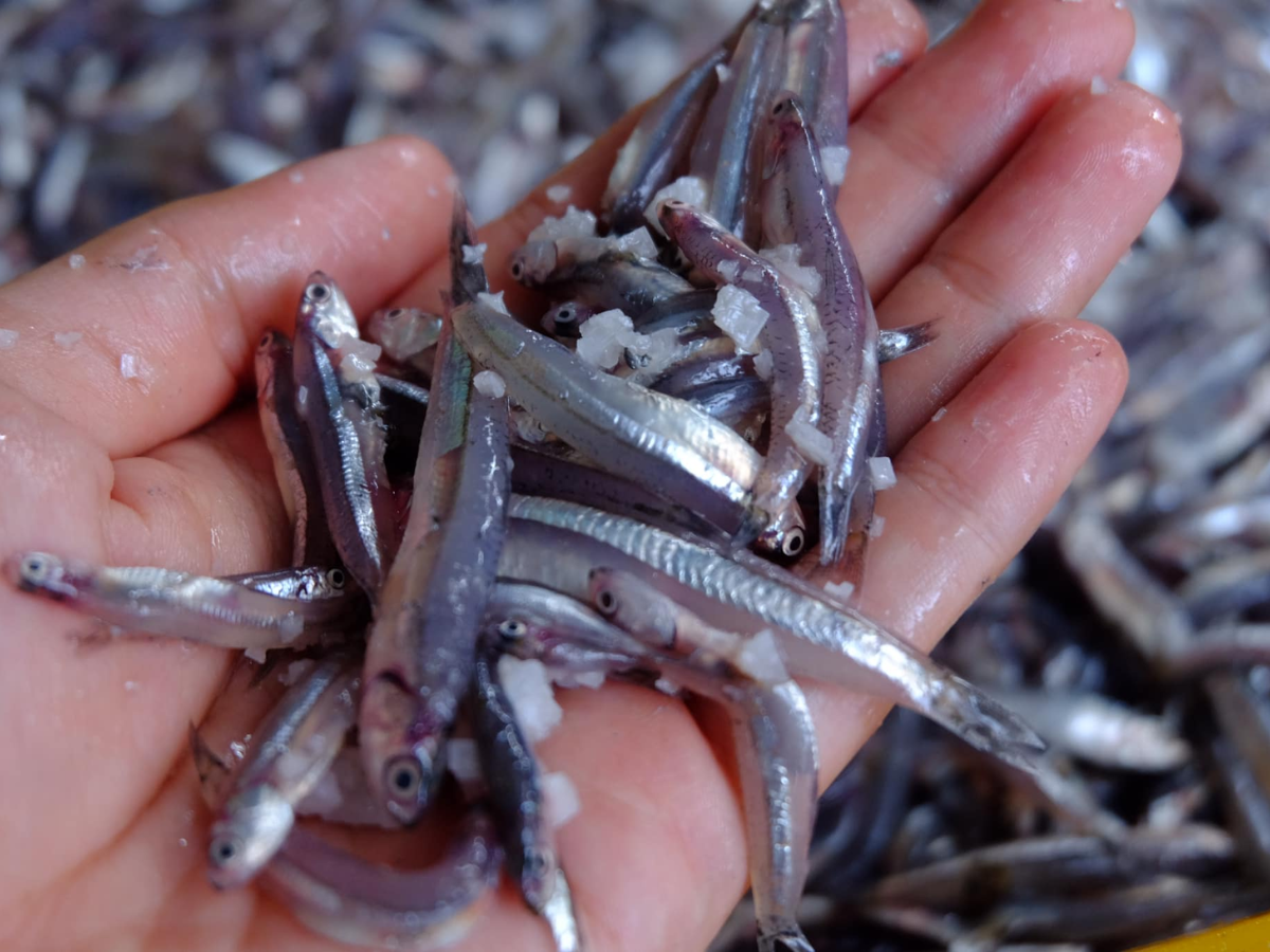 Loài cá nhỏ được sử dụng làm mắm Nam Ô Loài cá nhỏ được sử dụng làm mắm Nam Ô