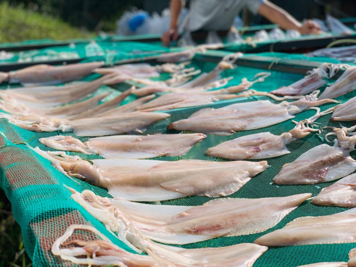 Mực một nắng có phần lưng trắng hồng đạt chất lượng. 