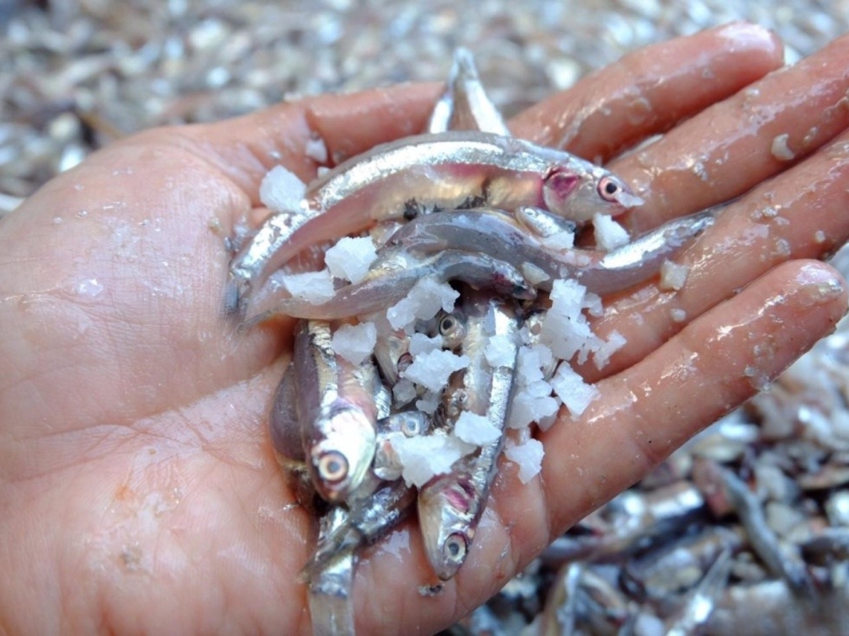 Nguyên liệu làm nên nước mắm chuẩn vị Nam Ô Nguyên liệu làm nên nước mắm chuẩn vị Nam Ô