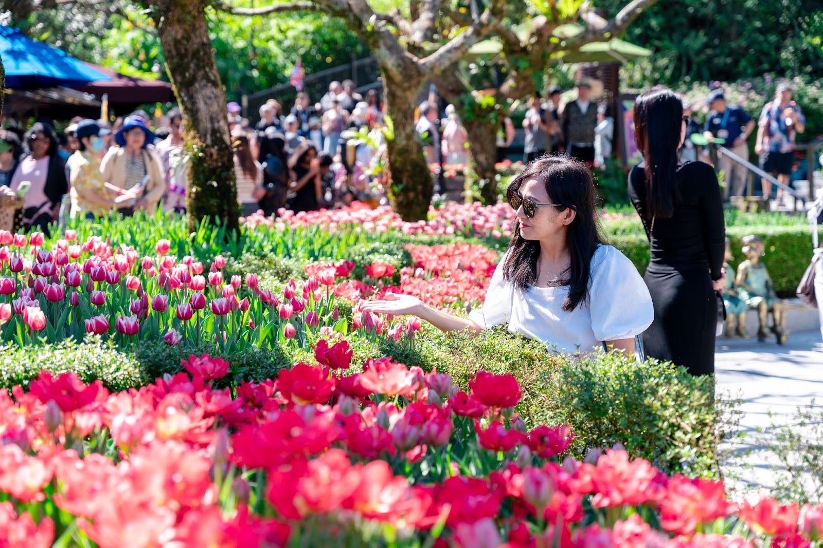 Một triệu bông tulip khoe sắc, “nhuộm” cả đỉnh núi Chúa trong mùa Tết Bính Ngọ 2026