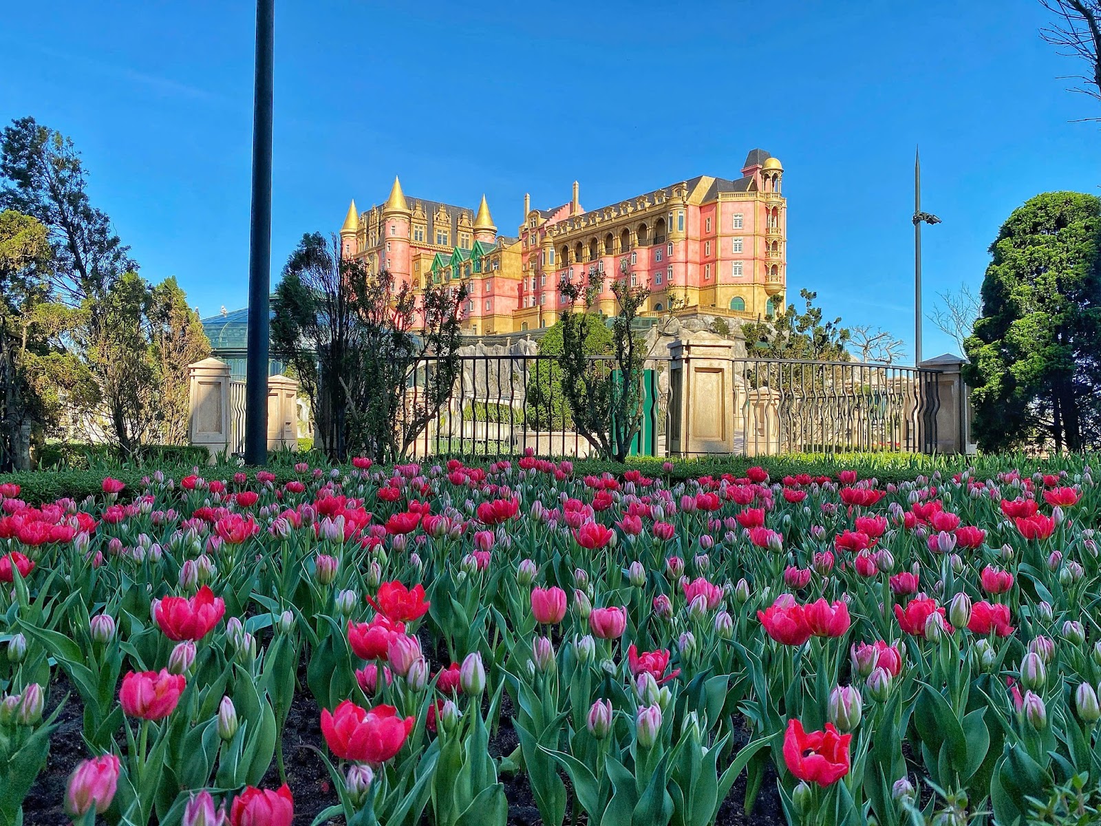 Vườn tulip nở rộ trước khu làng Pháp tại Bà Nà Hills, tạo nên khung cảnh rực rỡ giữa không gian núi cao.