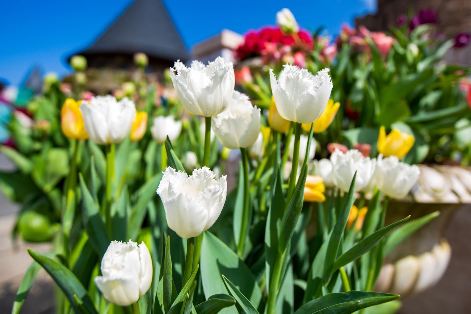 Vườn hoa tulip rực rỡ sắc màu là một trong những điểm check-in thu hút du khách tại Bà Nà Hills.